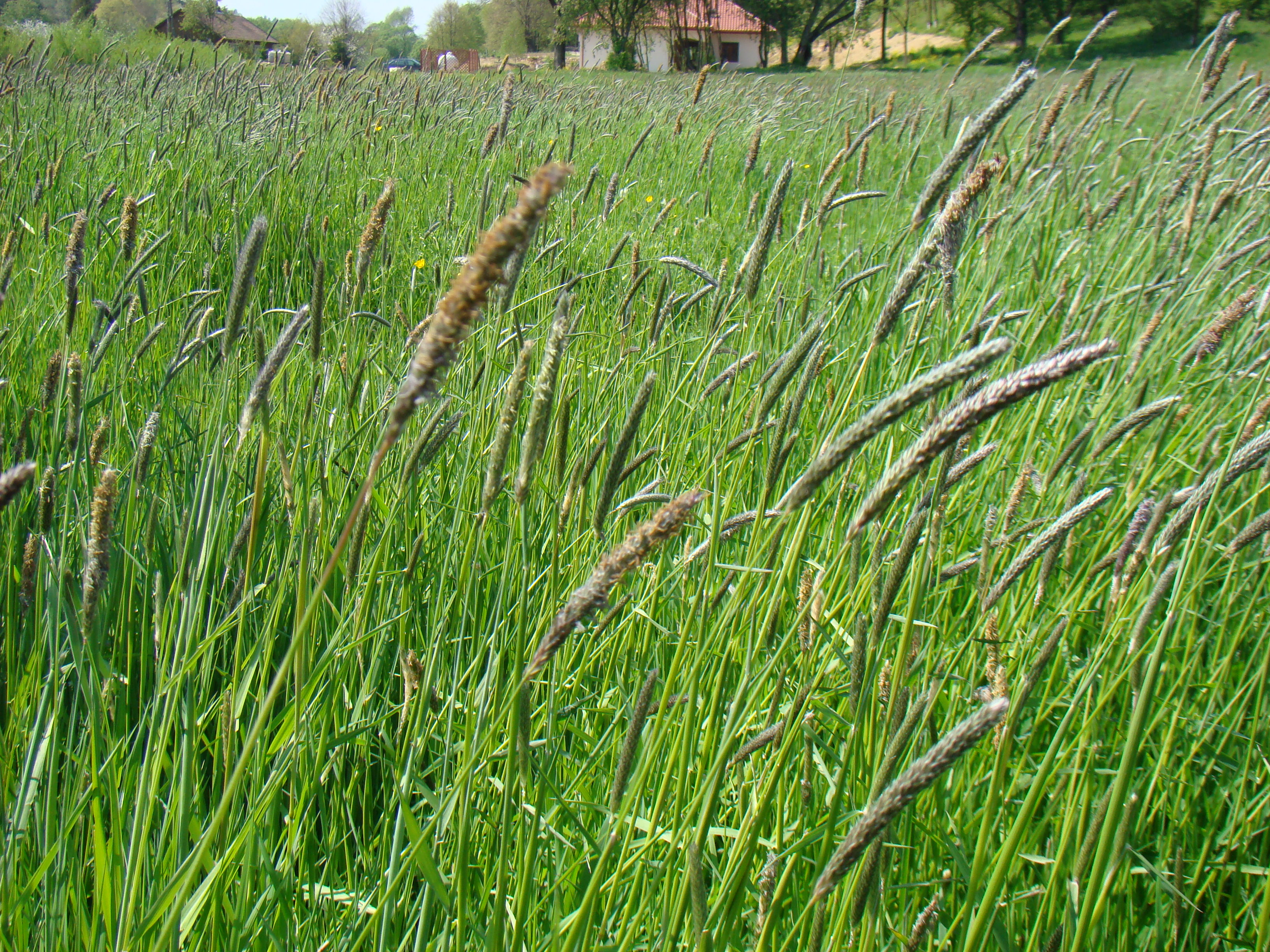 alopecuretum_pratensis