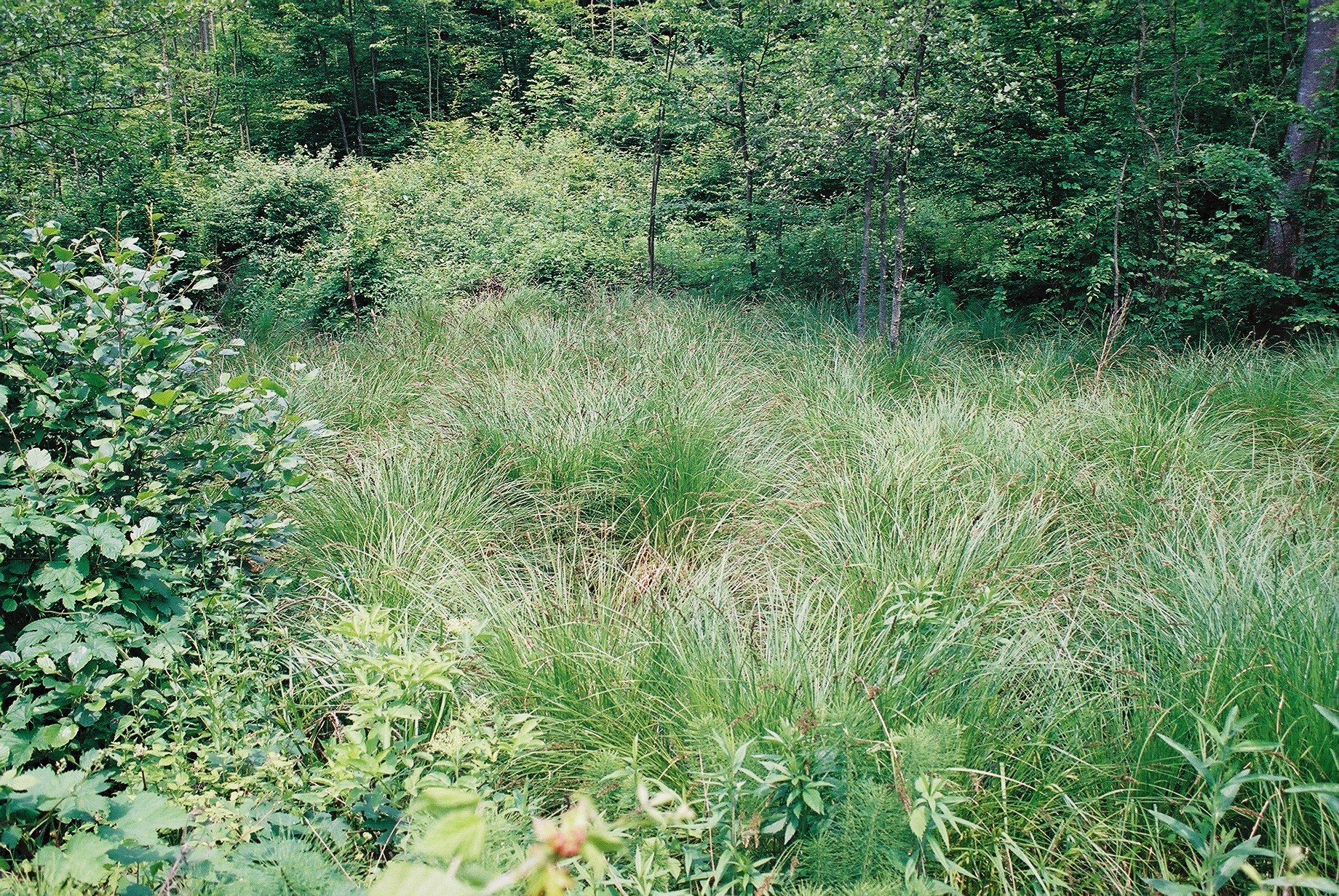 caricetum_paniculatae