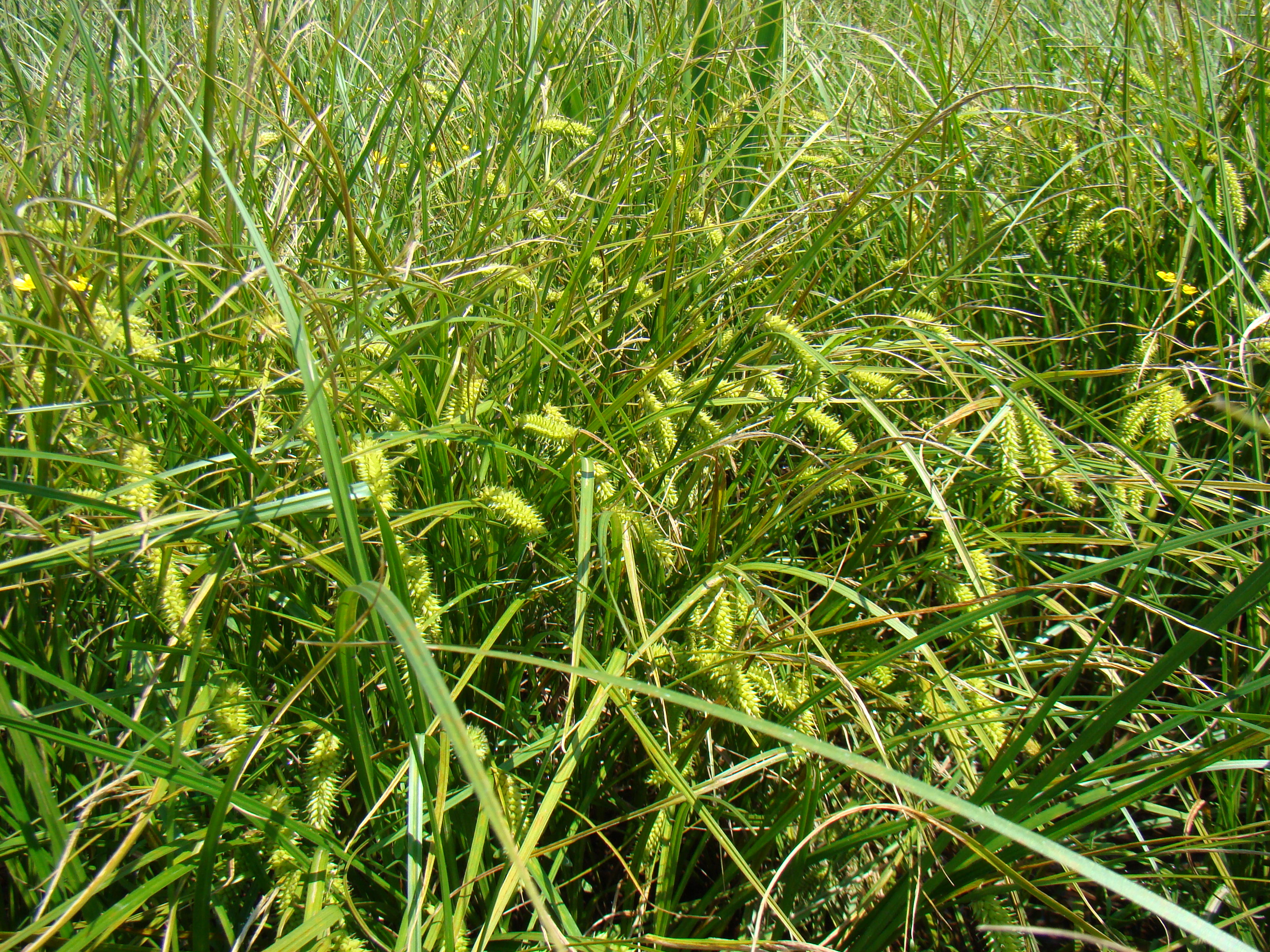 caricetum_vesicariae