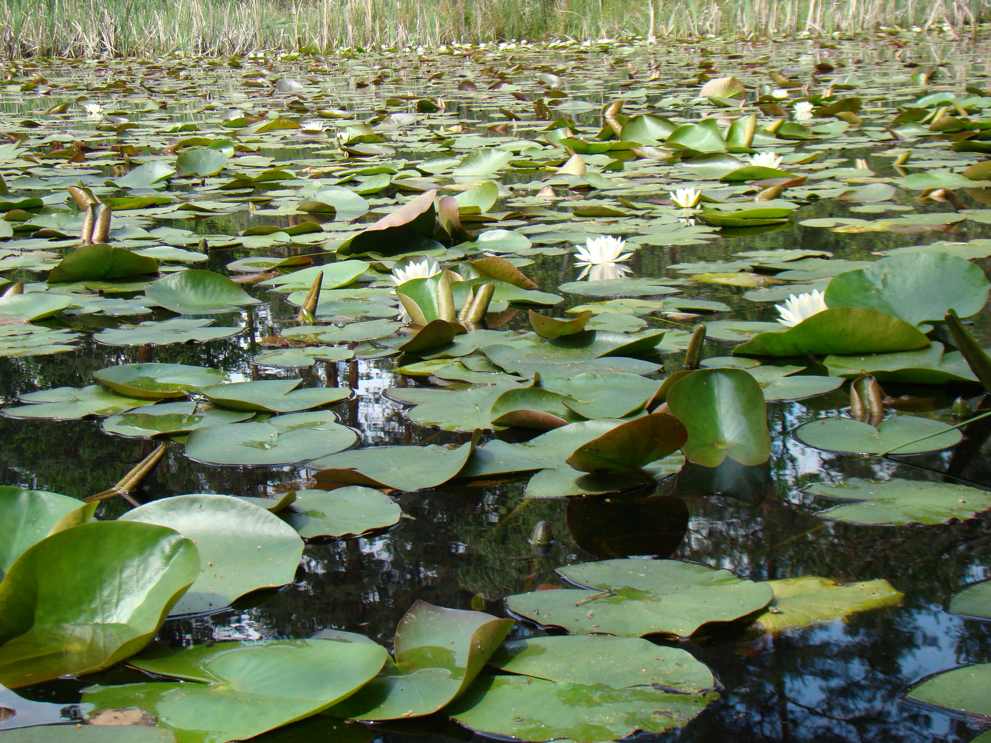 nupharo_nymphaeetum_albae