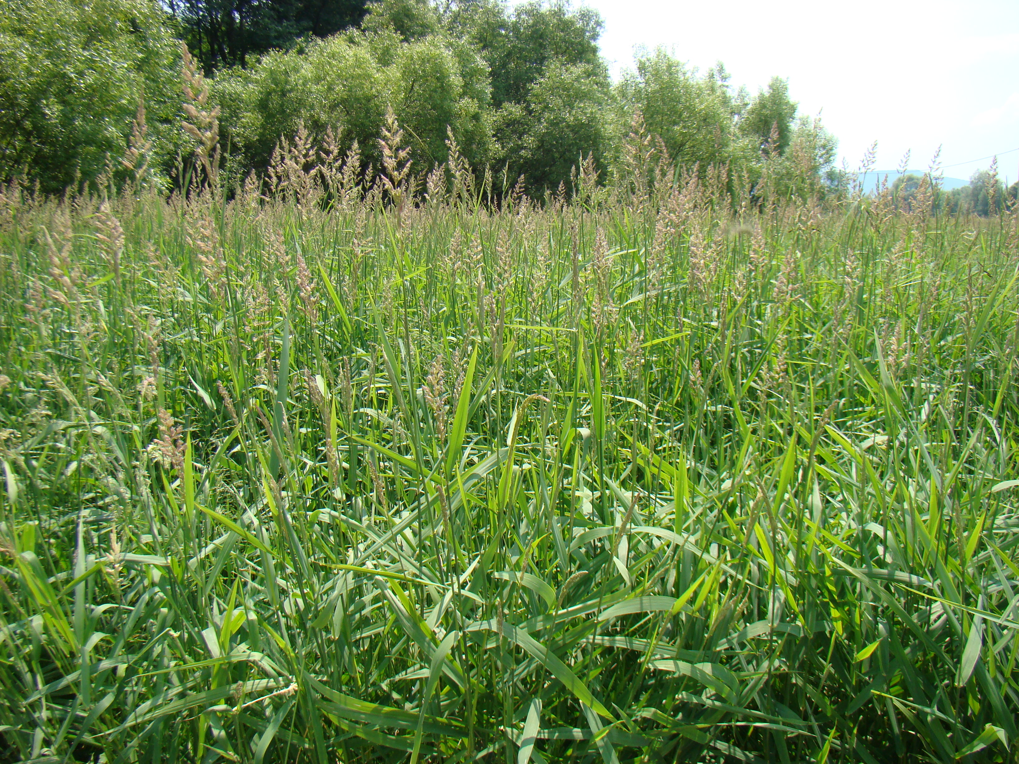 phalaridetum_arundinaceae