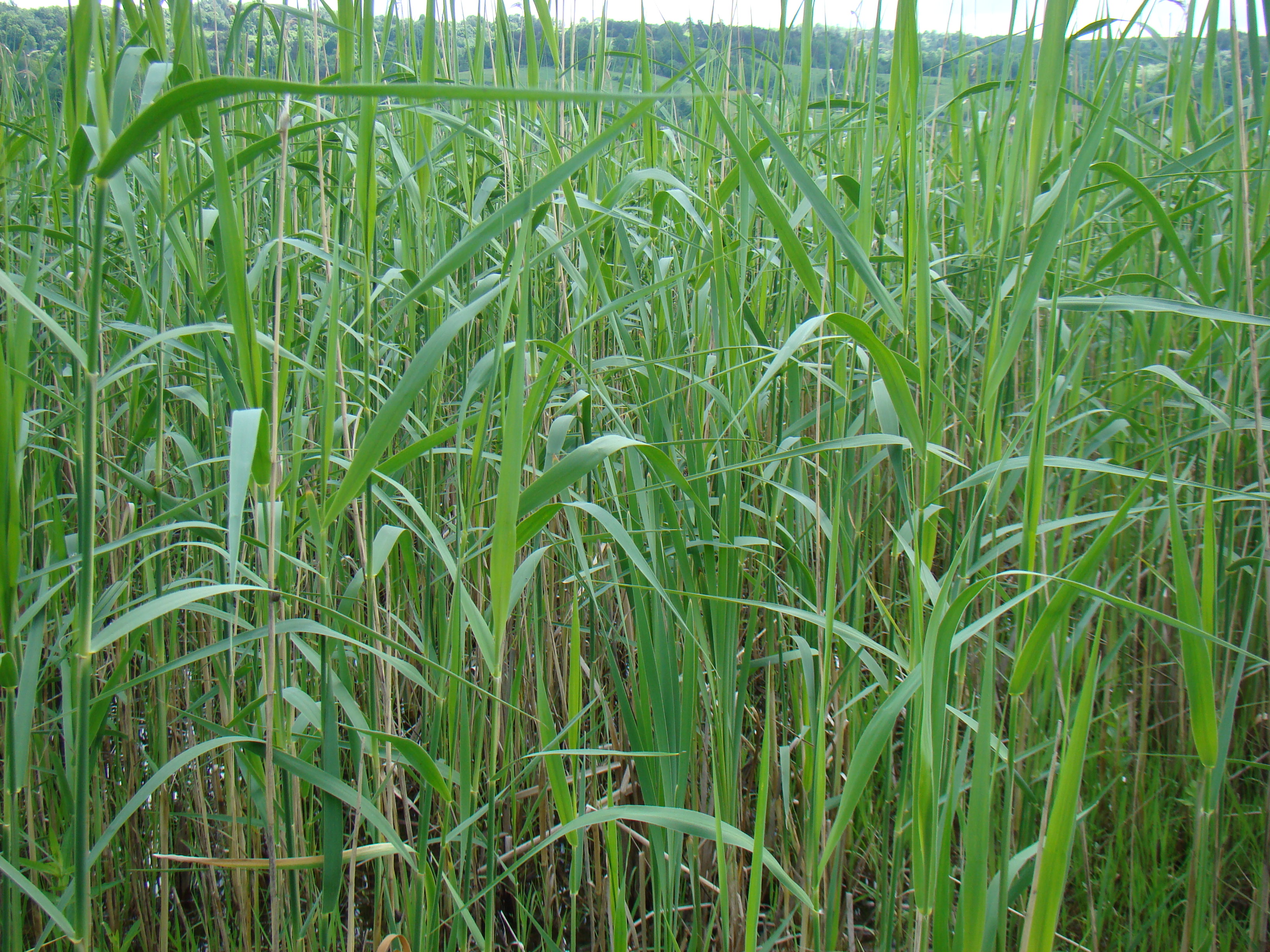 phragmitetum_australis